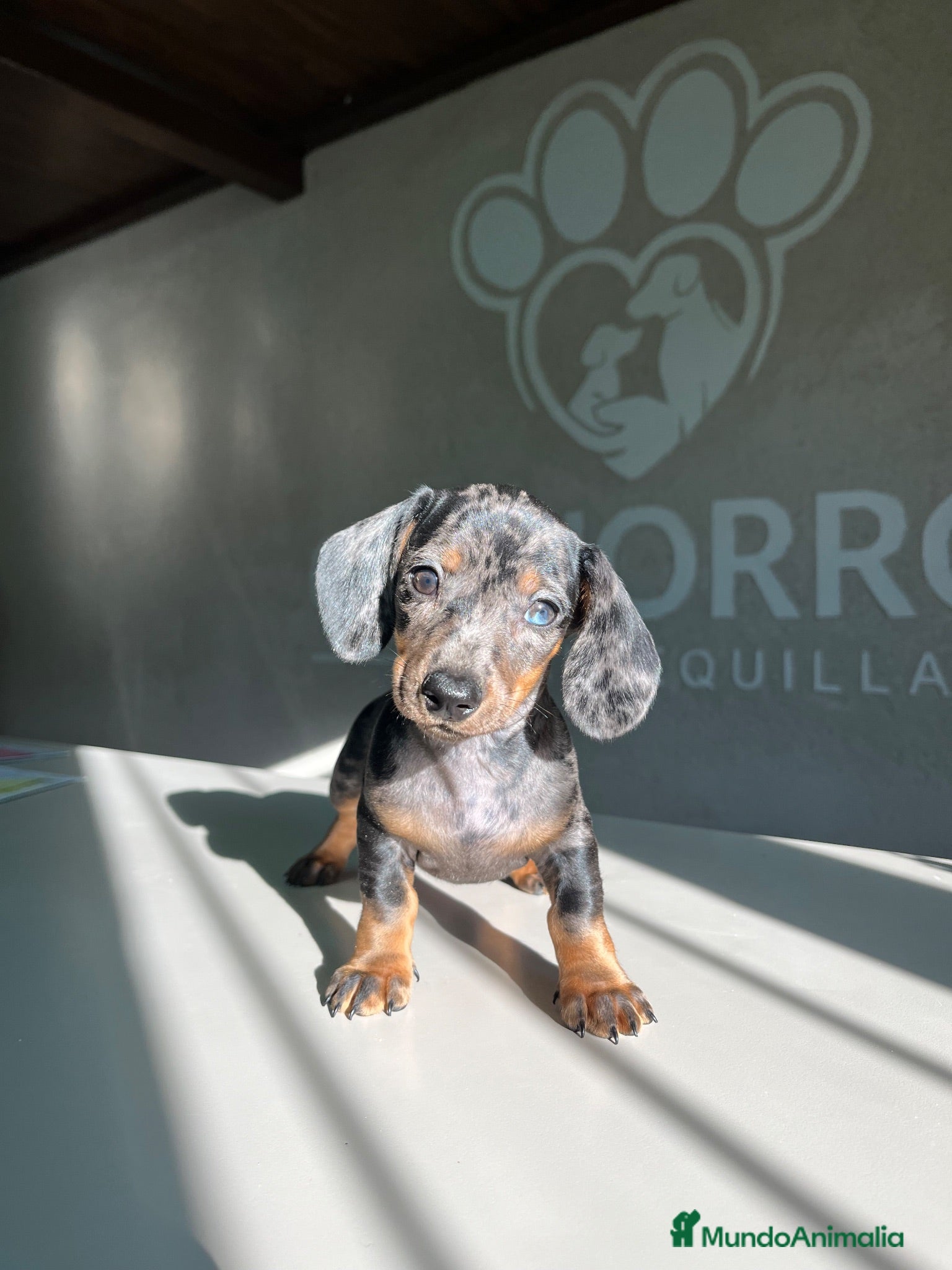 Teckel perros Teckel Arlequin  - Anuncio 11
