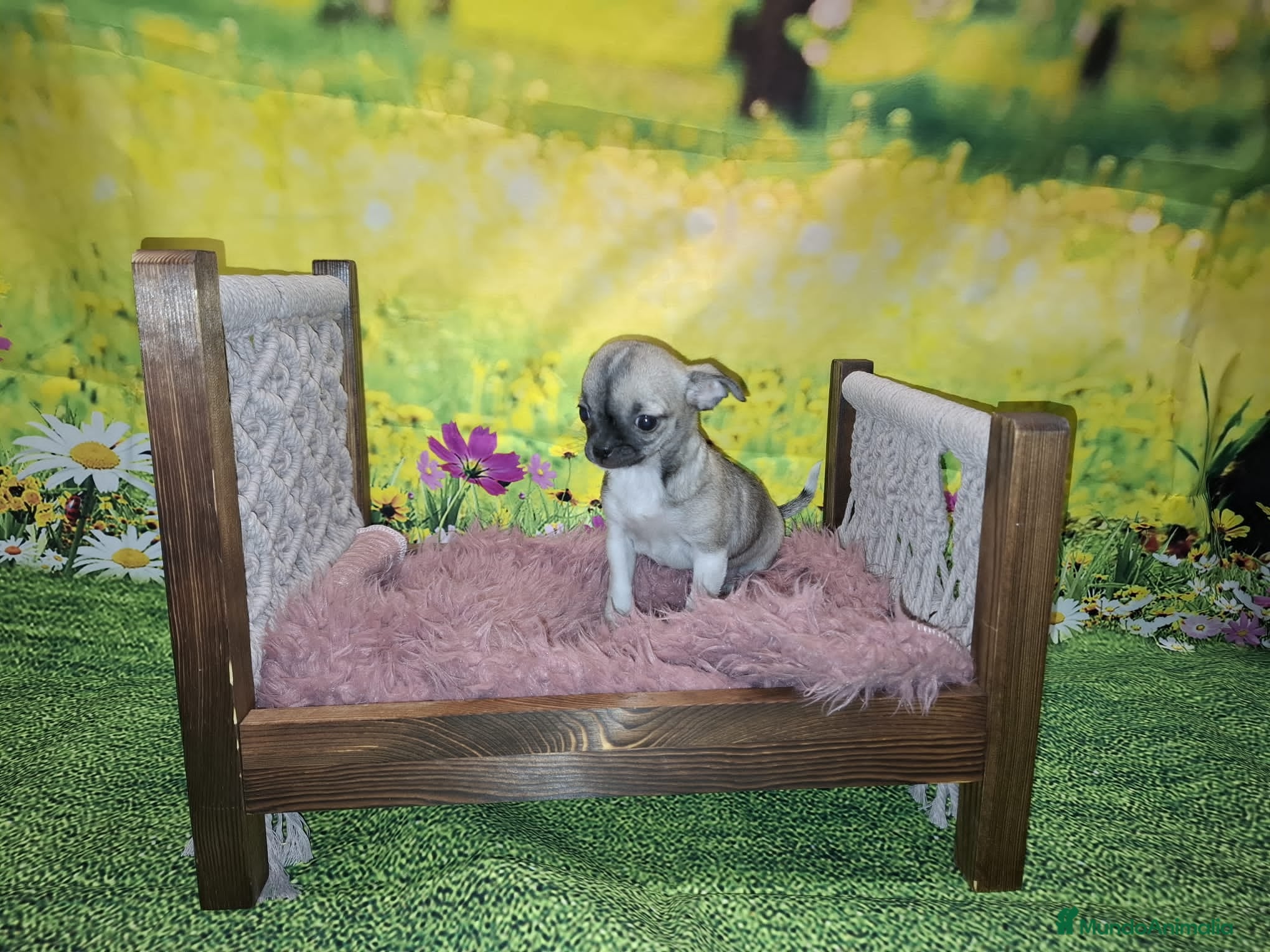 Chihuahua perros Última Chihuahua hembra  - Anuncio 1