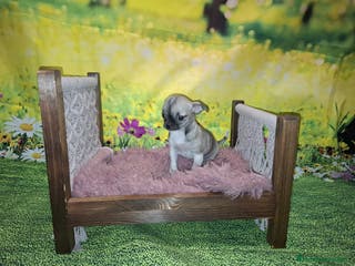 Chihuahua perros Última Chihuahua hembra - Anuncio 15