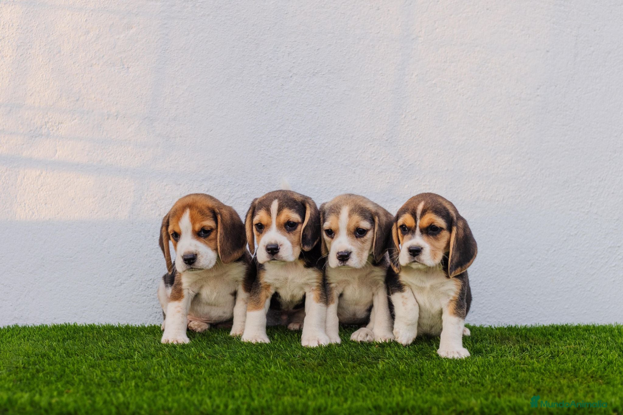 Beagle perros Cachorros de beagle tricolor  - Anuncio 3