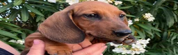 Teckel perros en venta: TECKEL ROJA FINANCIACIÓN SIN INTERESES!  - Anuncio 1