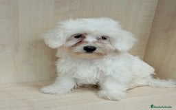 Bichón Maltés perros en venta: BICHÓN MALTÉS - Imagen 1