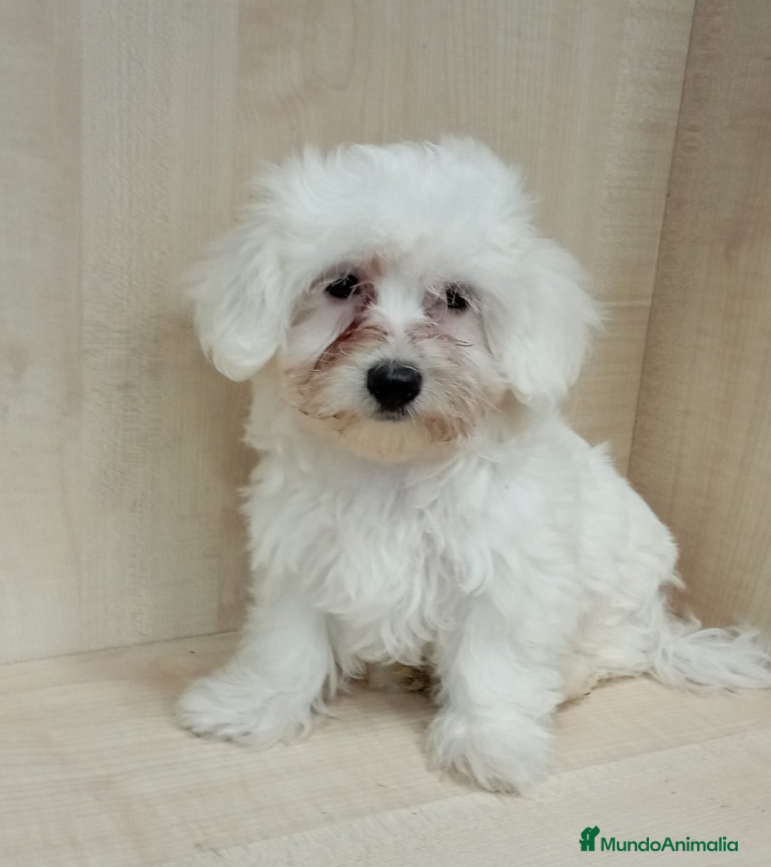 Bichón Maltés perros en venta: BICHÓN MALTÉS - Imagen 1