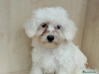 Bichón Maltés perros - Anuncio 4