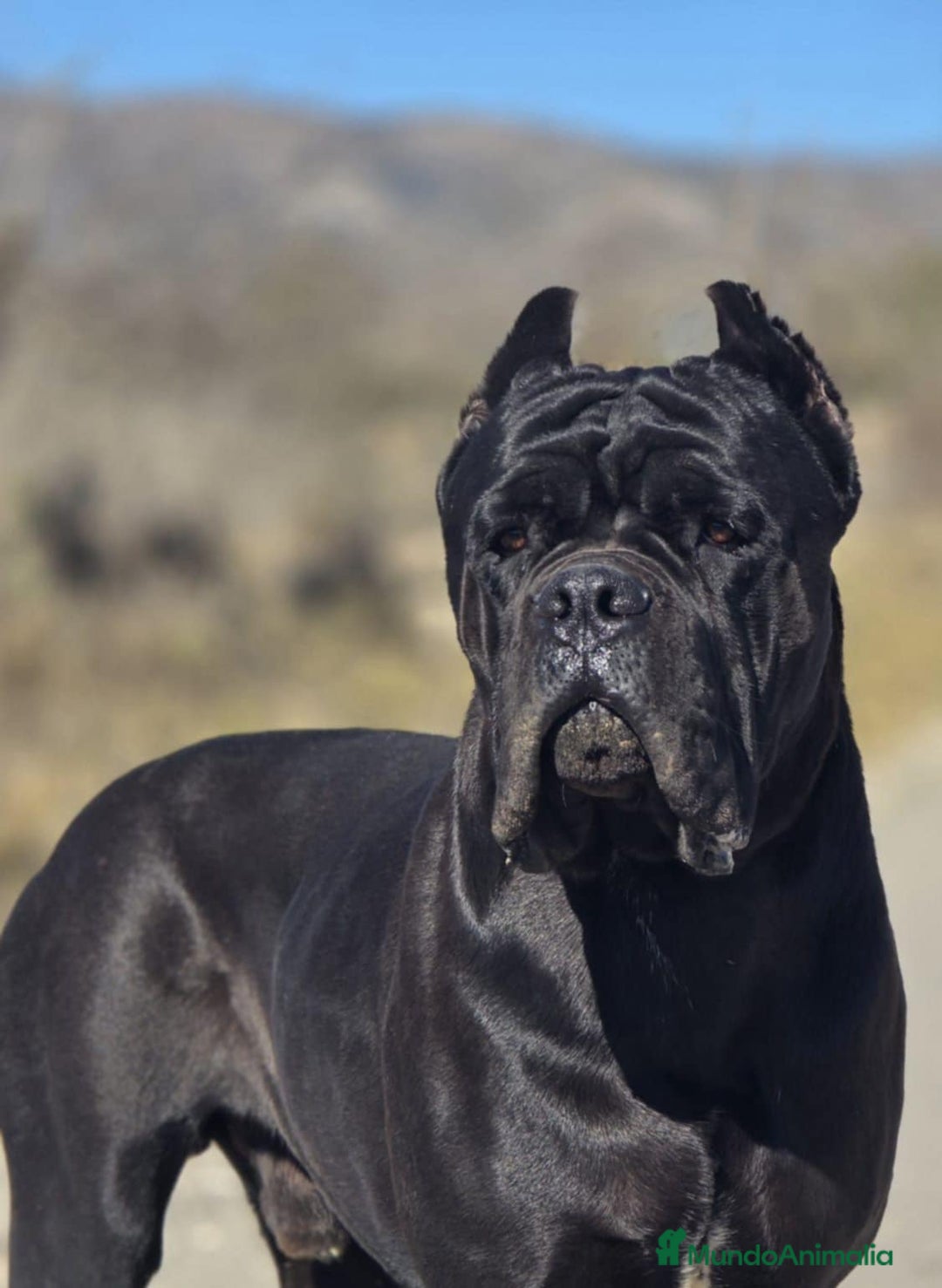 Cane Corso perros en adopcion: Cane Corso para adopción  - Anuncio 1