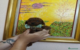 Caniche Toy perros en venta: CANICHE ROJO EXCLUSIVOS - Anuncio 5