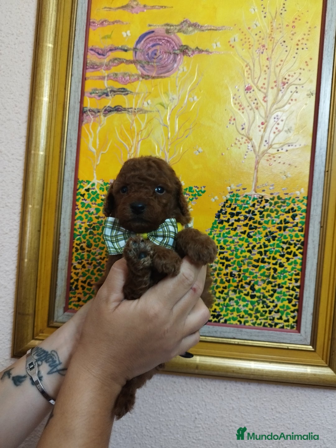 Caniche Toy perros en venta: CANICHE ROJO EXCLUSIVOS - Anuncio 5