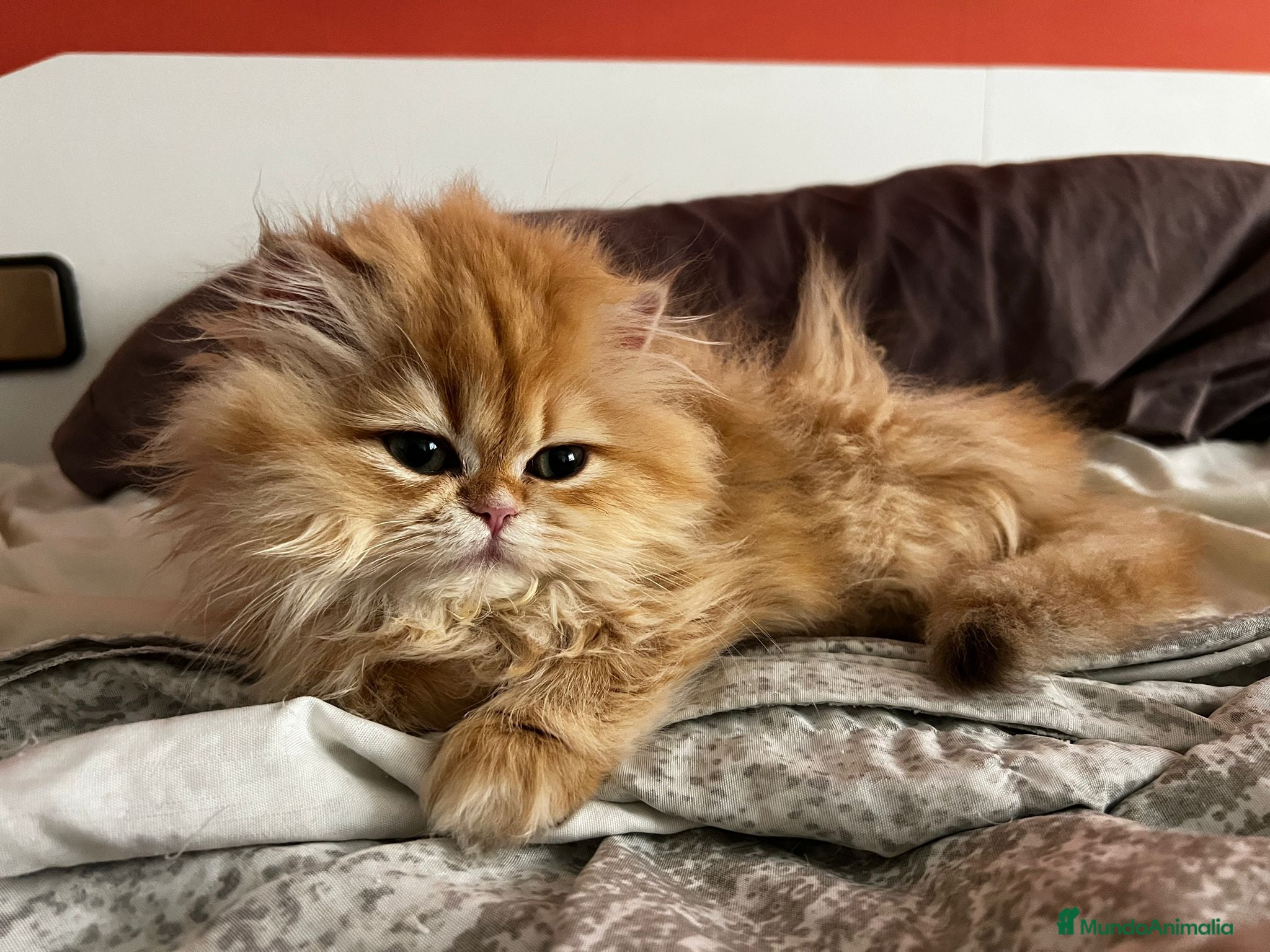 Británico de Pelo Largo gatos Preciosa british longhair golden chinchilla - Anuncio 1