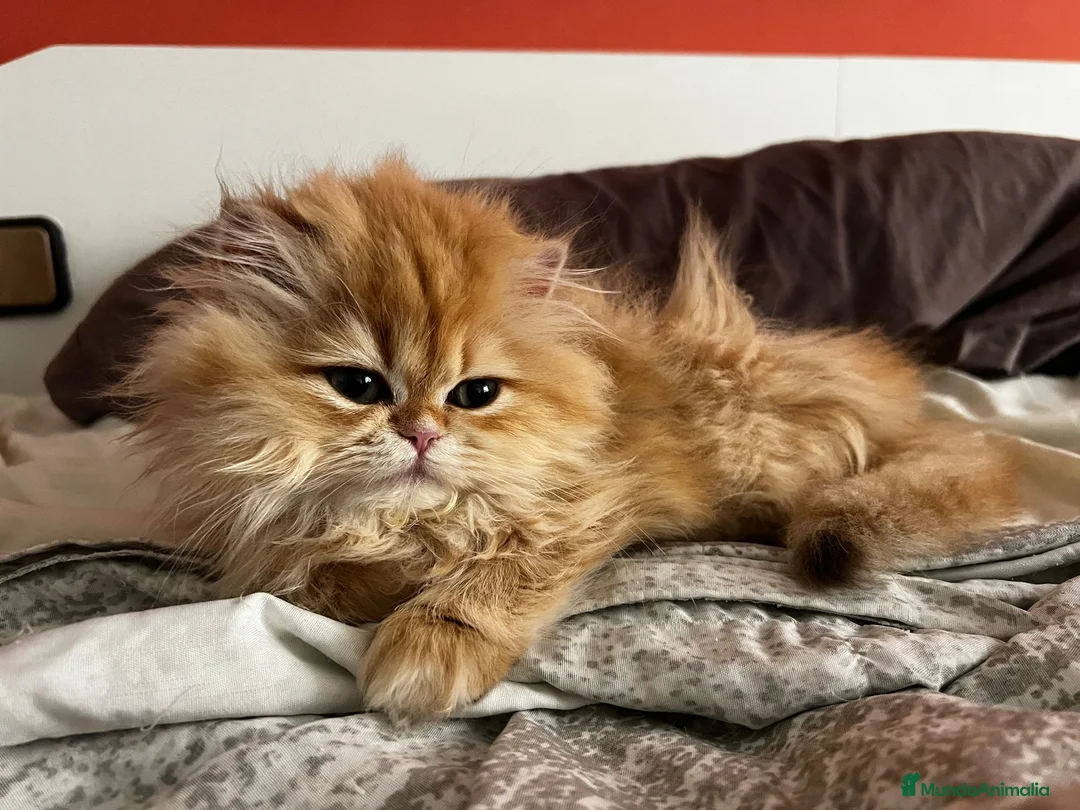 Británico de Pelo Largo gatos en venta: Preciosa british longhair golden chinchilla - Anuncio 1