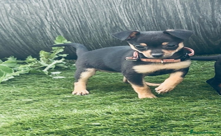 Chihuahua perros - Anuncio 1