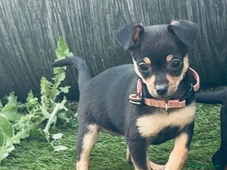 Chihuahua perros - Anuncio 1