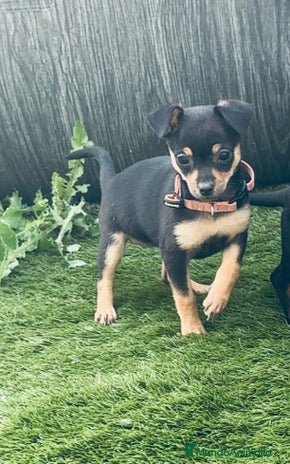 Chihuahua perros - Anuncio 2