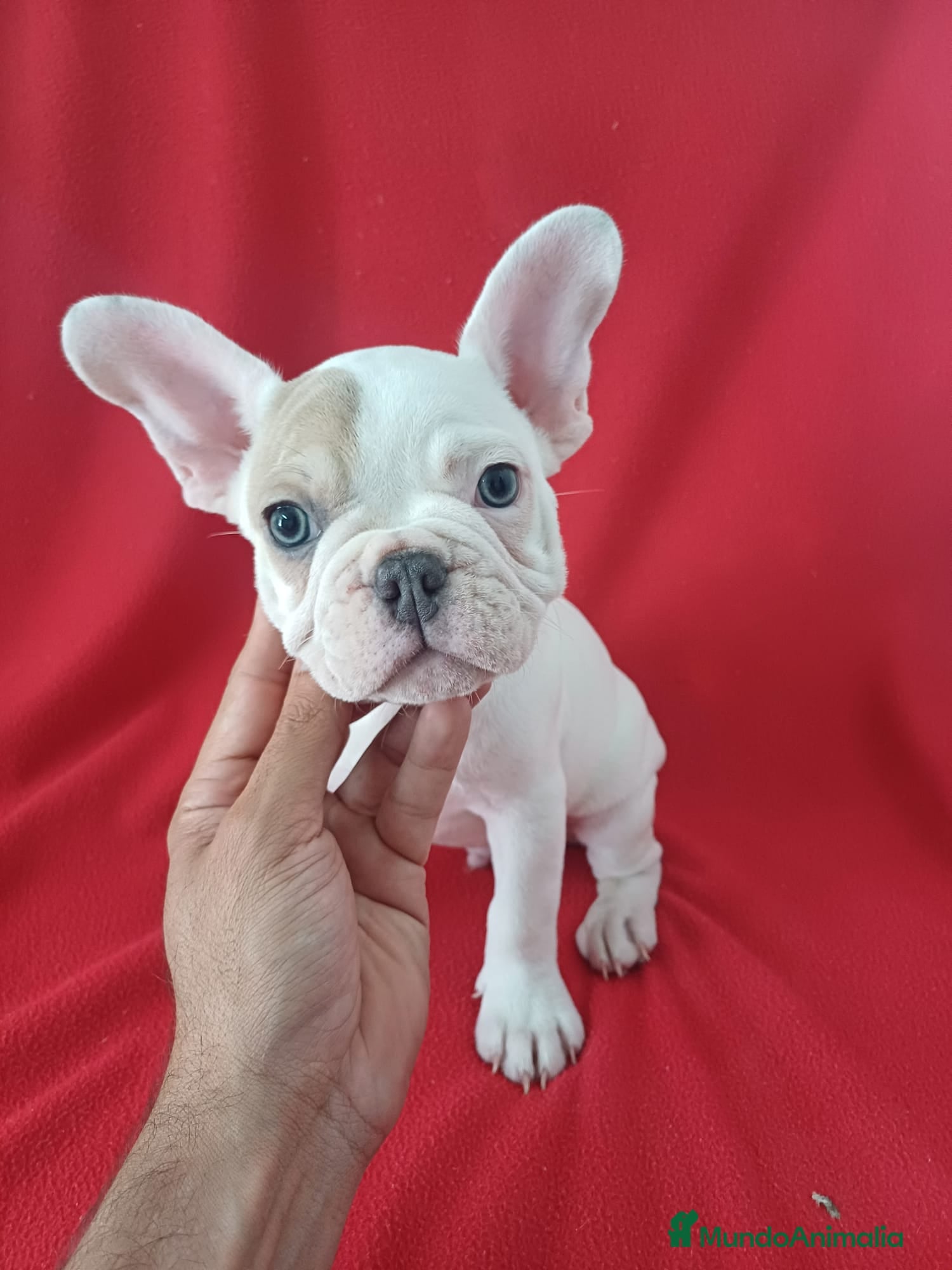 Bulldog Francés perros Bulldog Francés  - Anuncio 1