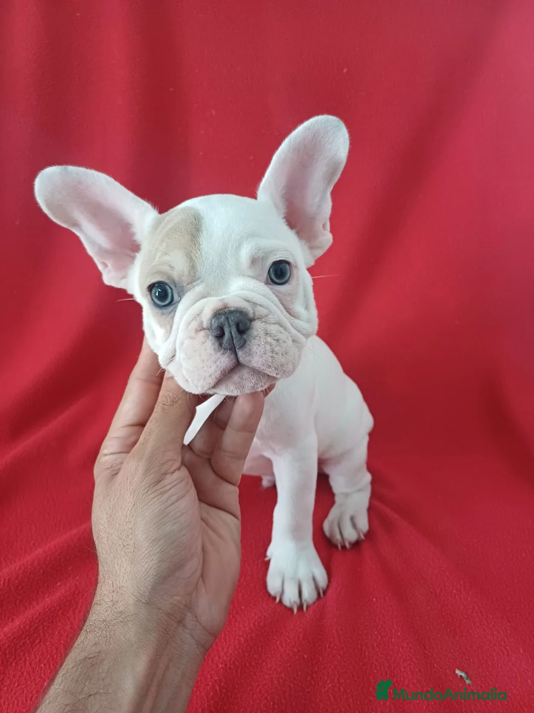 Bulldog Francés perros en venta: Bulldog Francés  - Anuncio 1