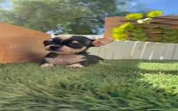 Chihuahua perros en venta: CHIHUAHUA HEMBRA - Imagen 5
