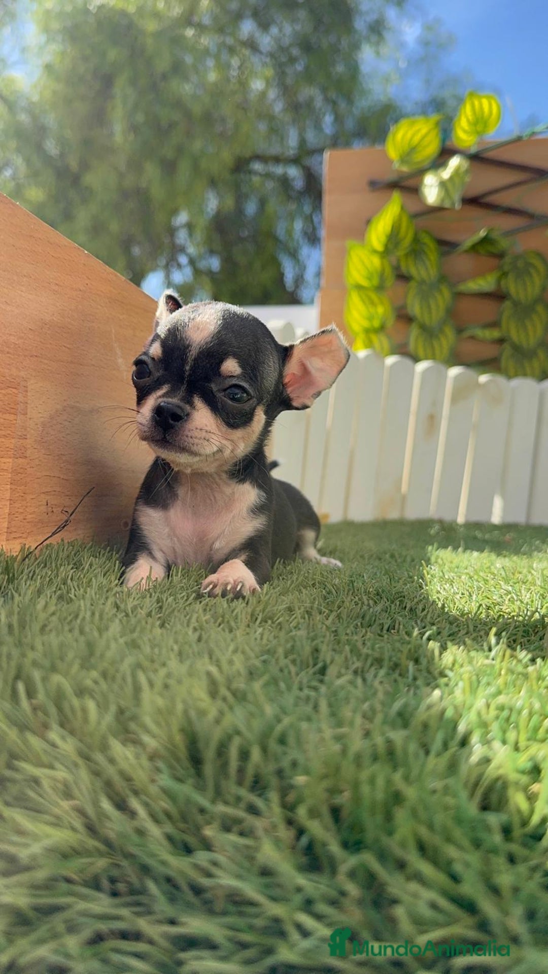Chihuahua perros en venta: CHIHUAHUA HEMBRA - Imagen 5