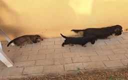 Teckel Miniatura perros en venta: Teckel de pelo largo  - Imagen 6