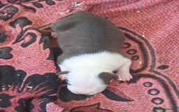 American Staffordshire-Terrier perros en venta: ✨American Staffordshire terrier con PEDIGREE!✨ - Imagen 19