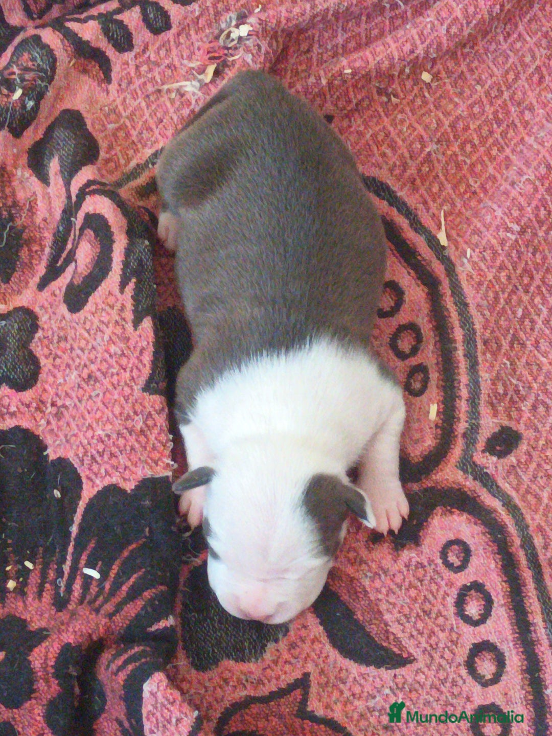 American Staffordshire-Terrier perros en venta: ✨American Staffordshire terrier con PEDIGREE!✨ - Imagen 19