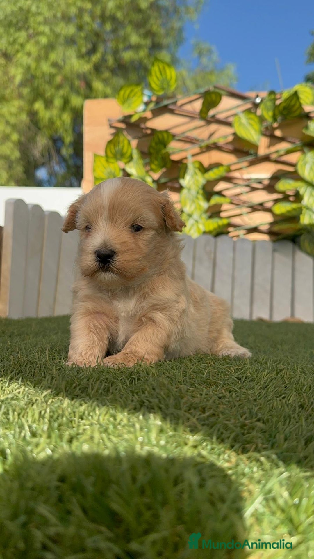 Maltipoo perros en venta: MALTIPOO MACHO - Imagen 24