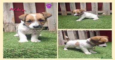 Jack Russell Terrier perros - Anuncio 4