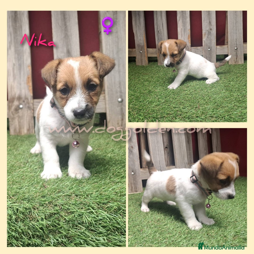 Jack Russell Terrier perros en venta: Jack Russell Terrier - Imagen 3