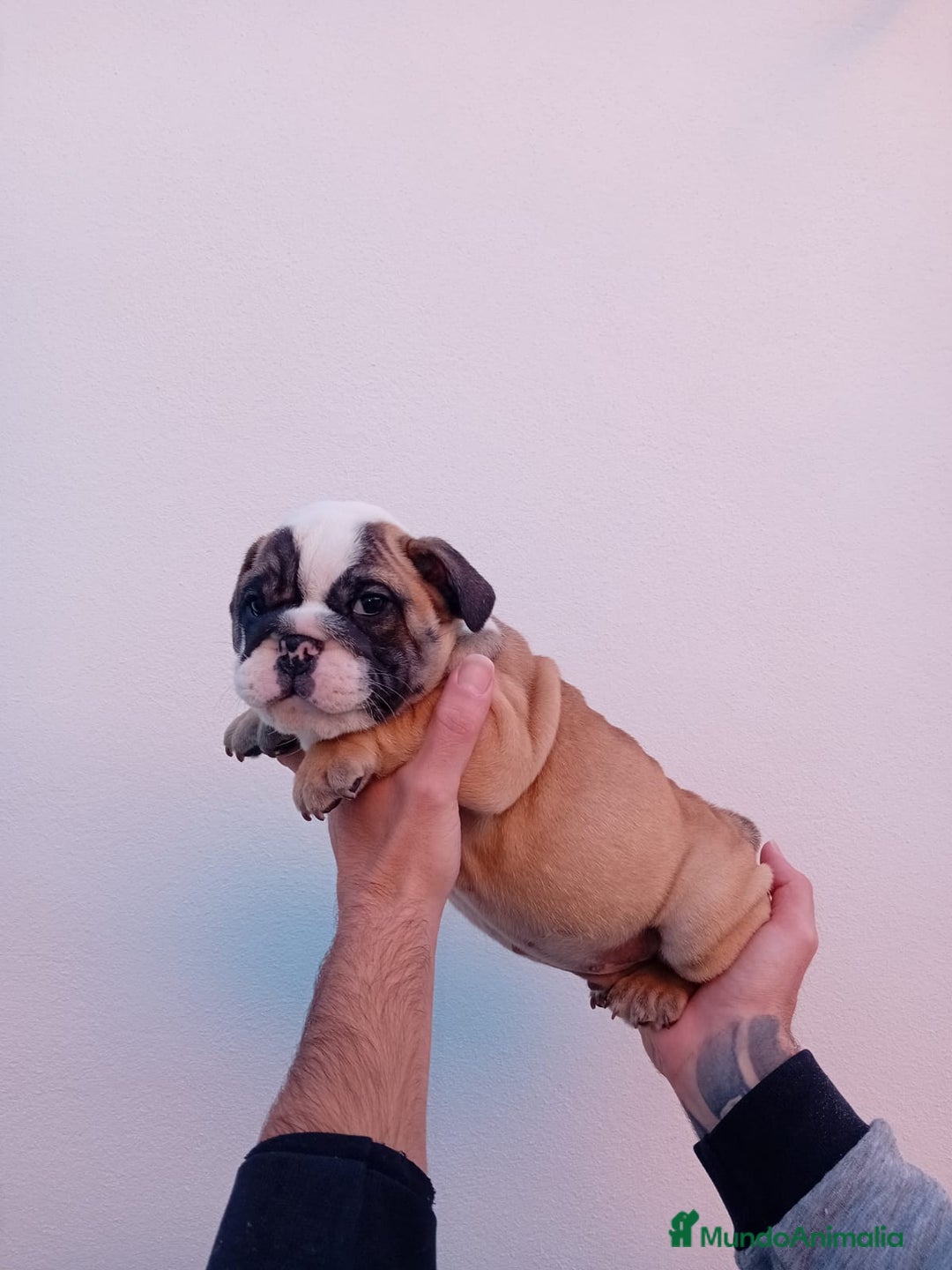Bulldog Inglés perros en venta: Burló inglés  - Anuncio 6