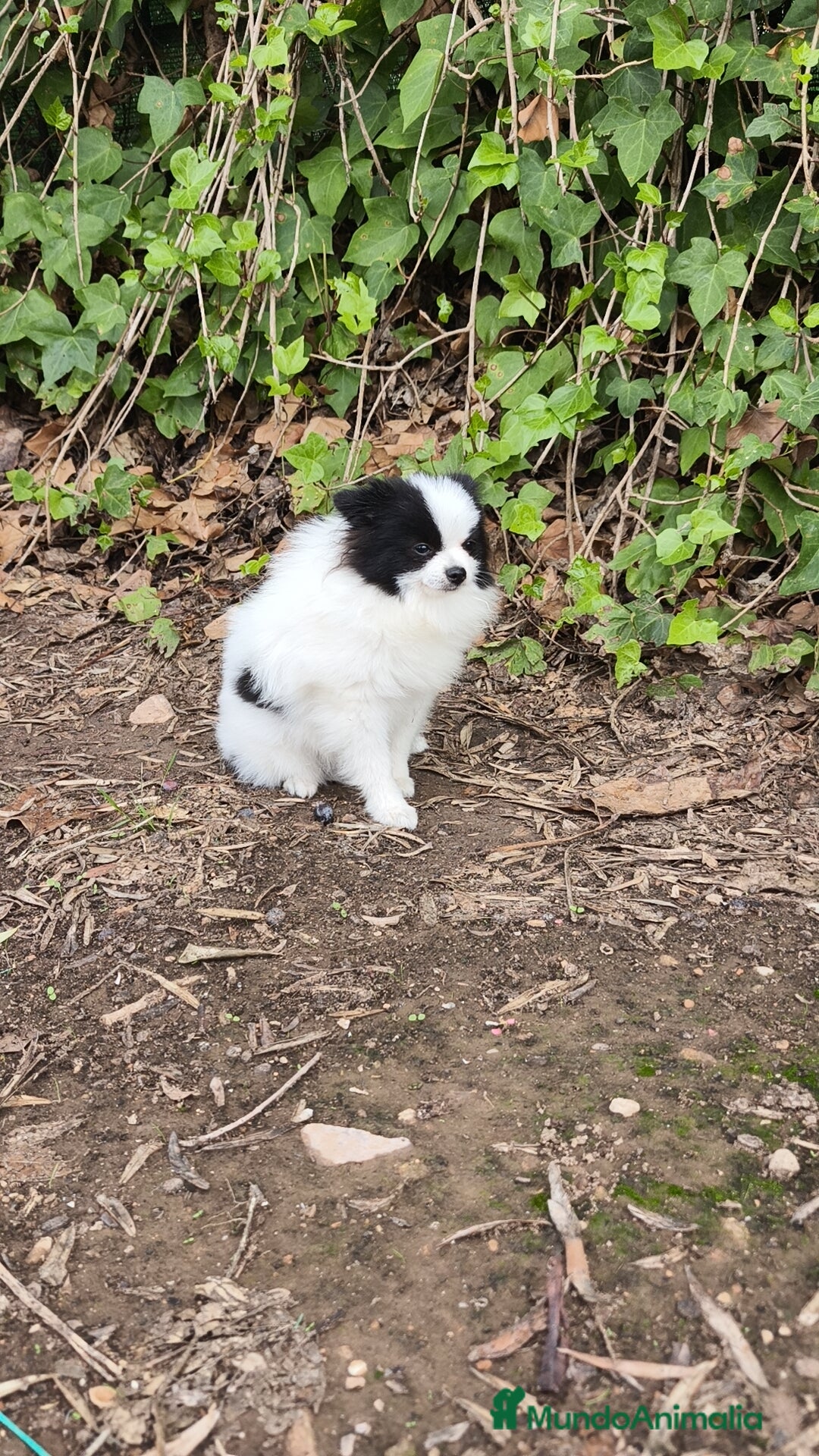 Pomerania perros en venta: Lulú Pomerania oportunidad! Macho - Imagen 2