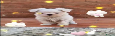 Bichón Maltés 2