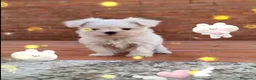 Bichón Maltés perros en venta: Bichón maltés línea americana toy - Anuncio 2