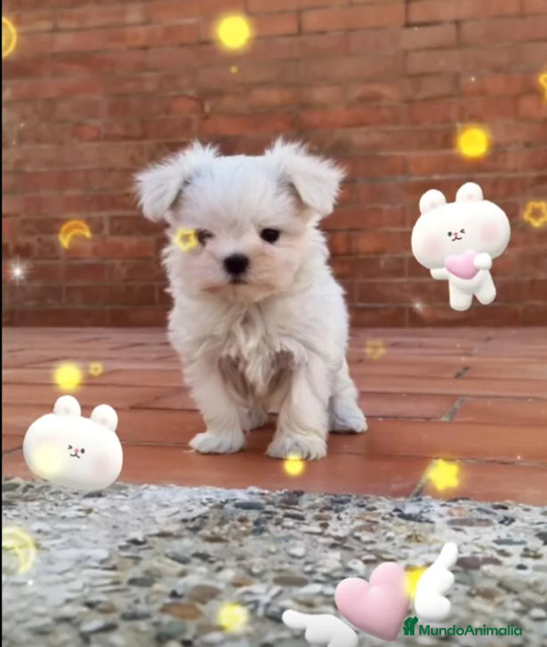 Bichón Maltés perros en venta: Bichón maltés línea americana toy - Anuncio 2