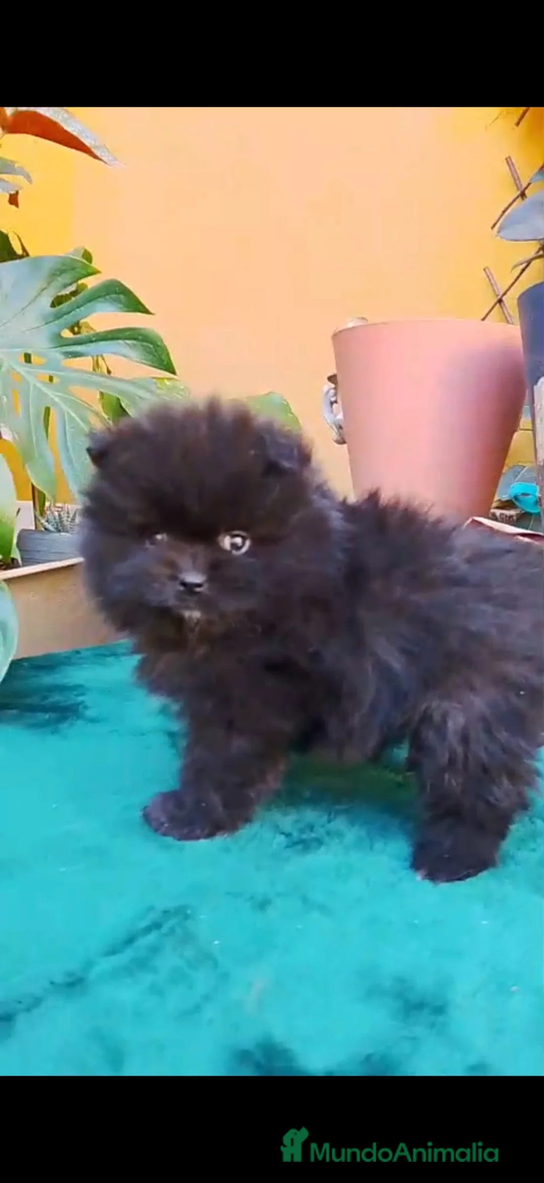 Pomerania perros en venta: Pomerania Toy  - Anuncio 2