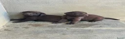 Labrador Retriever perros en venta: CACHORROS DE LABRADOR CHOCOLATE  - Anuncio 4