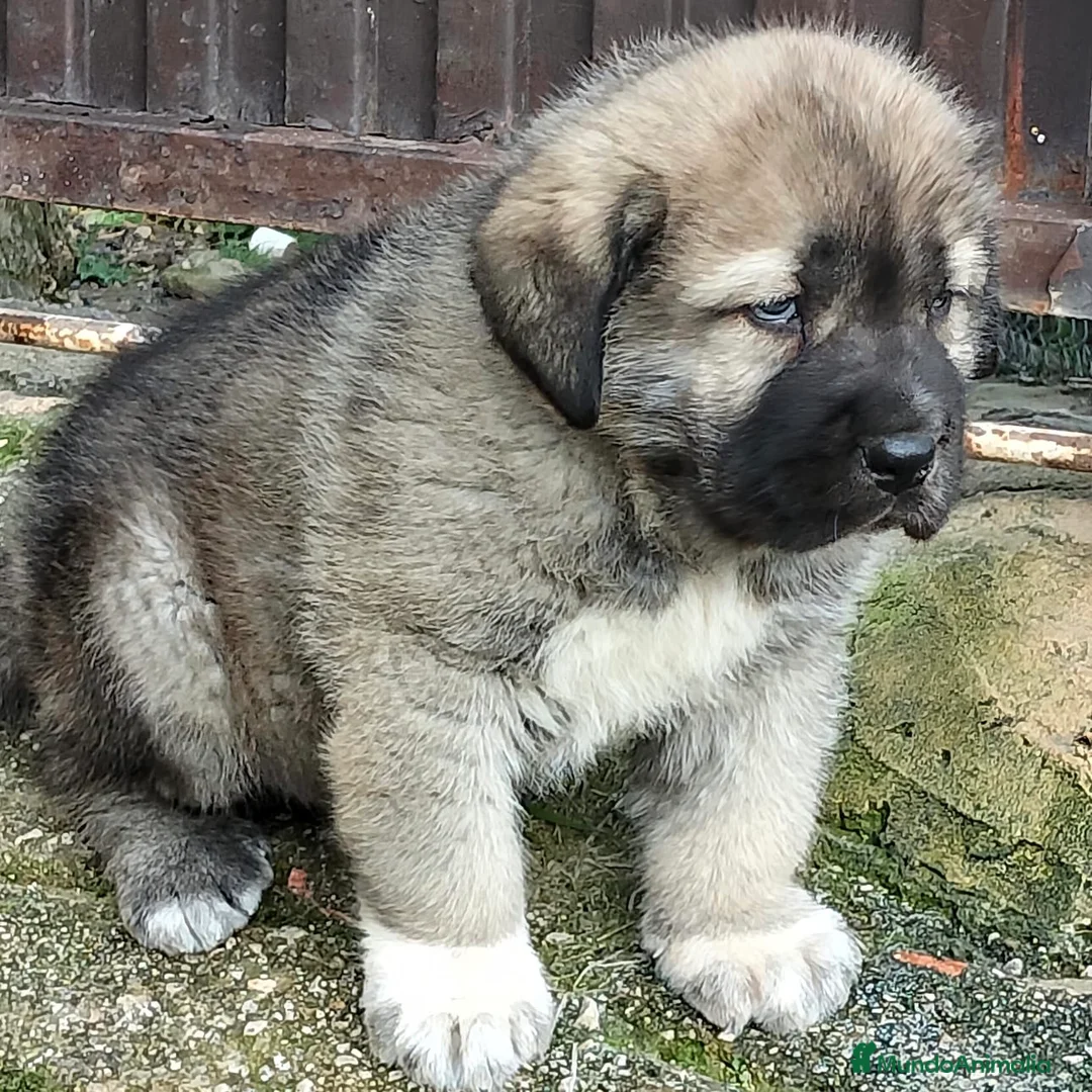 Mastín Español perros en venta: Mastín  - Anuncio 2