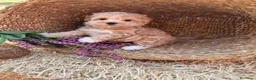 Maltipoo perros en venta: Maltipoo Toy - Anuncio 9