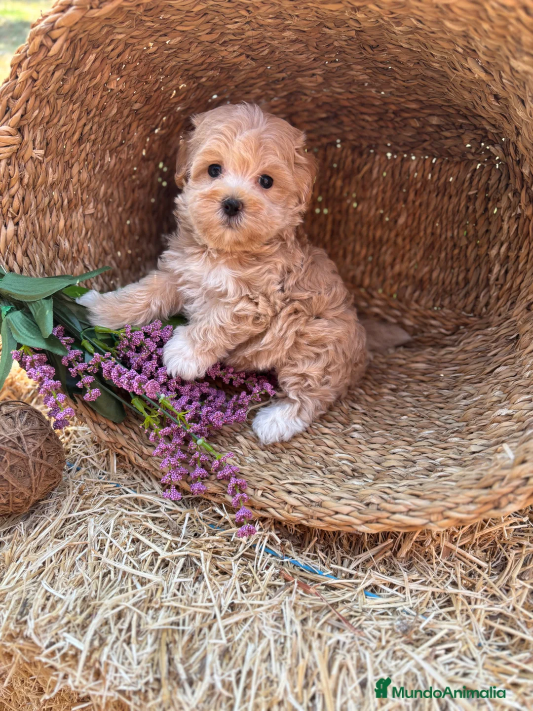 Maltipoo perros en venta: Maltipoo Toy - Anuncio 9