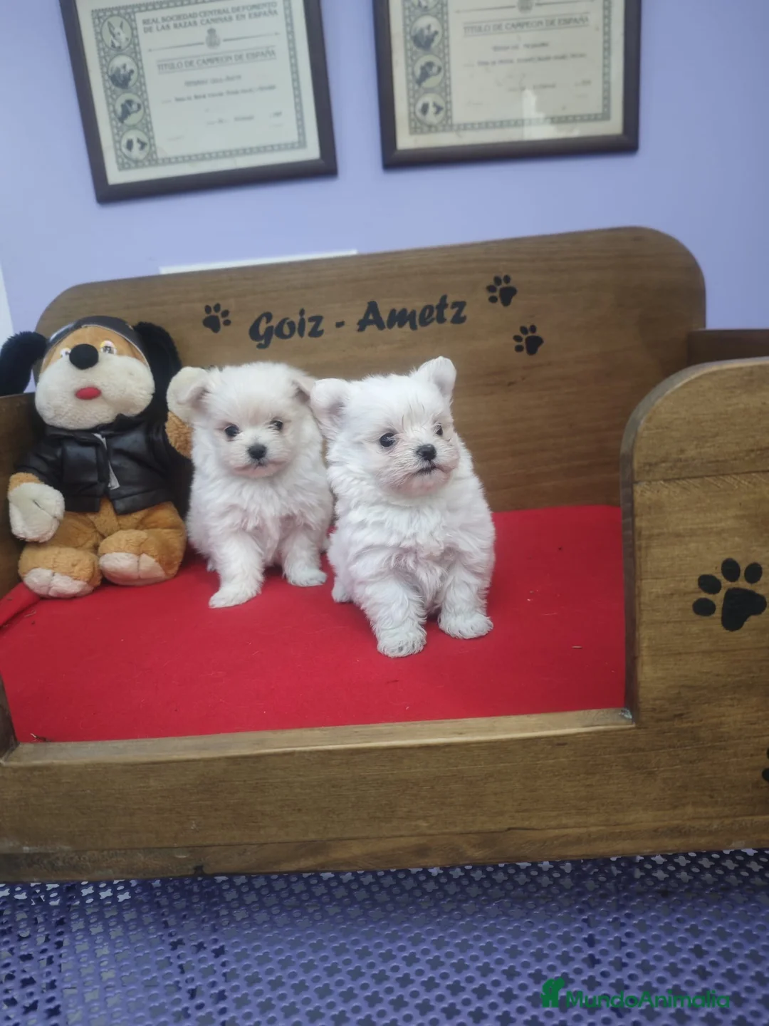 Bichón Maltés perros en venta: BICHON MALTES HEMBRAS - Anuncio 2