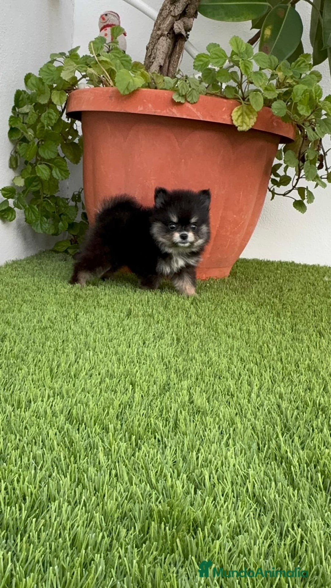 Pomerania perros en venta: POMERANIA HEMBRA Mascotas del sur - Imagen 3