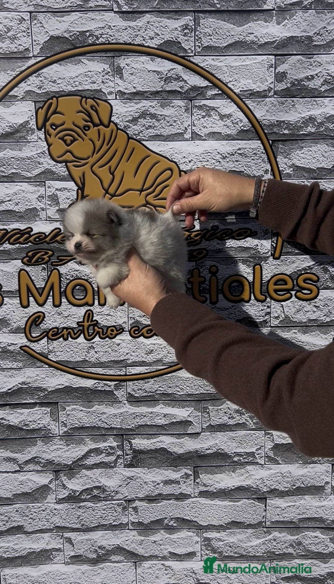 Pomerania perros en venta: Cachorros pomerania - Anuncio 4