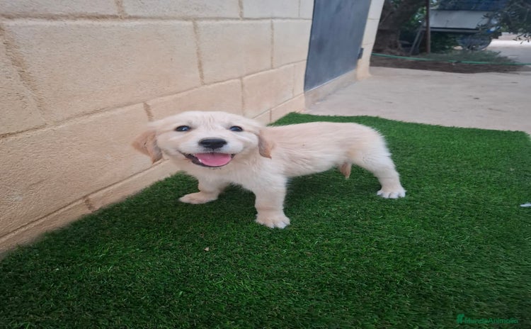 Golden Retriever perros - Anuncio 1