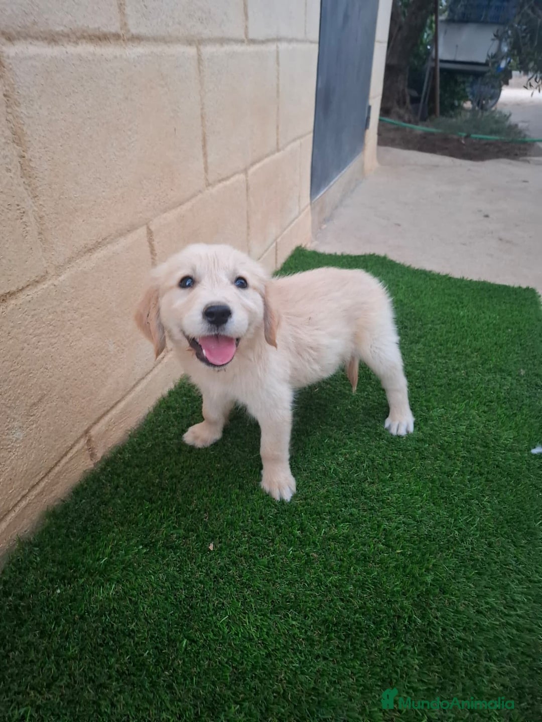 Golden Retriever perros en venta: Golden Retriever  - Imagen 1