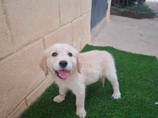 Golden Retriever perros - Anuncio 9