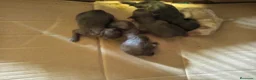 Caniche Toy perros en venta: Cachorritos de caniche toy chocolate muy pequeño  - Anuncio 1
