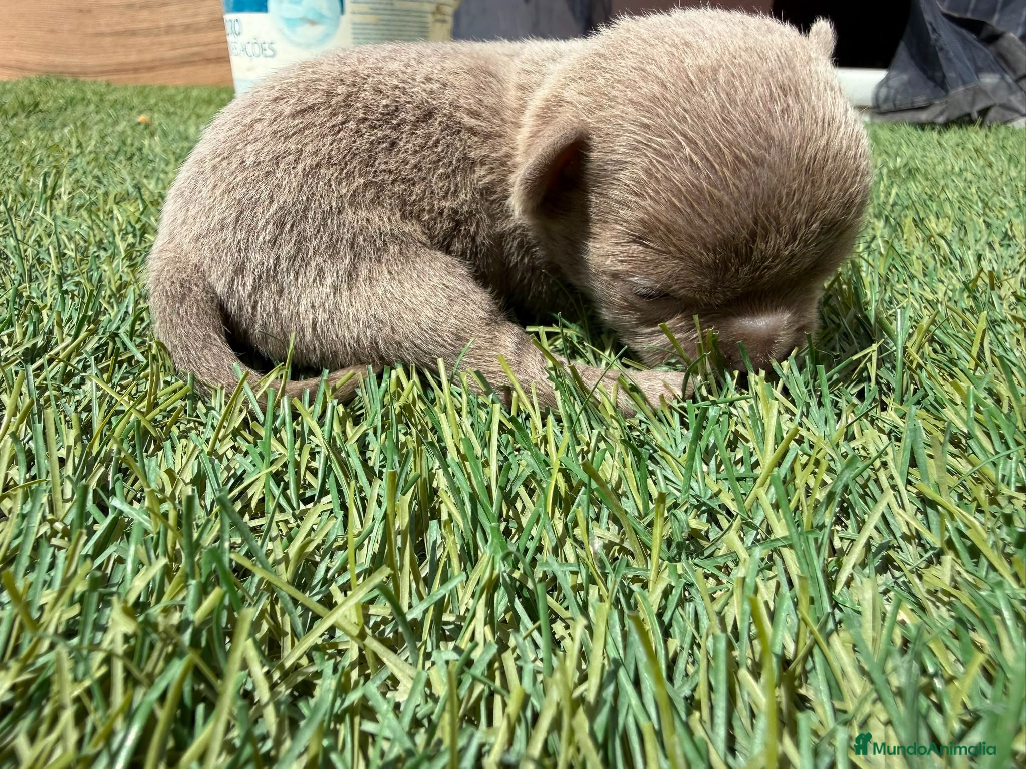 Chihuahua perros Machos chihuahuas exóticos rusos cabeza  manzana  - Anuncio 1