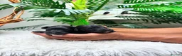 Maltipoo perros en venta: MALTIPOO - Anuncio 6