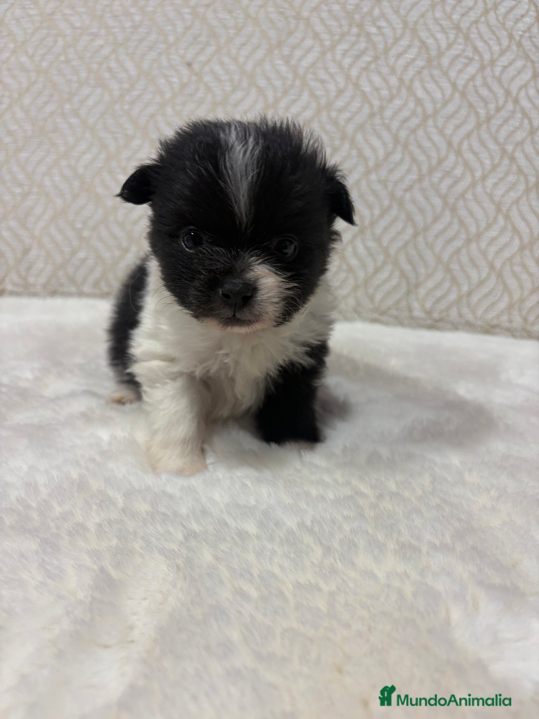 Pomerania perros en venta: Lulu Pomerania Toy macho color party Osito - Anuncio 17