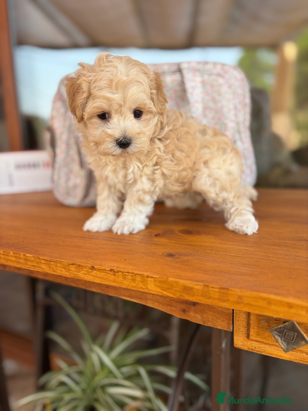 Maltipoo perros en venta: Maltipoo macho disponible !!! - Imagen 4
