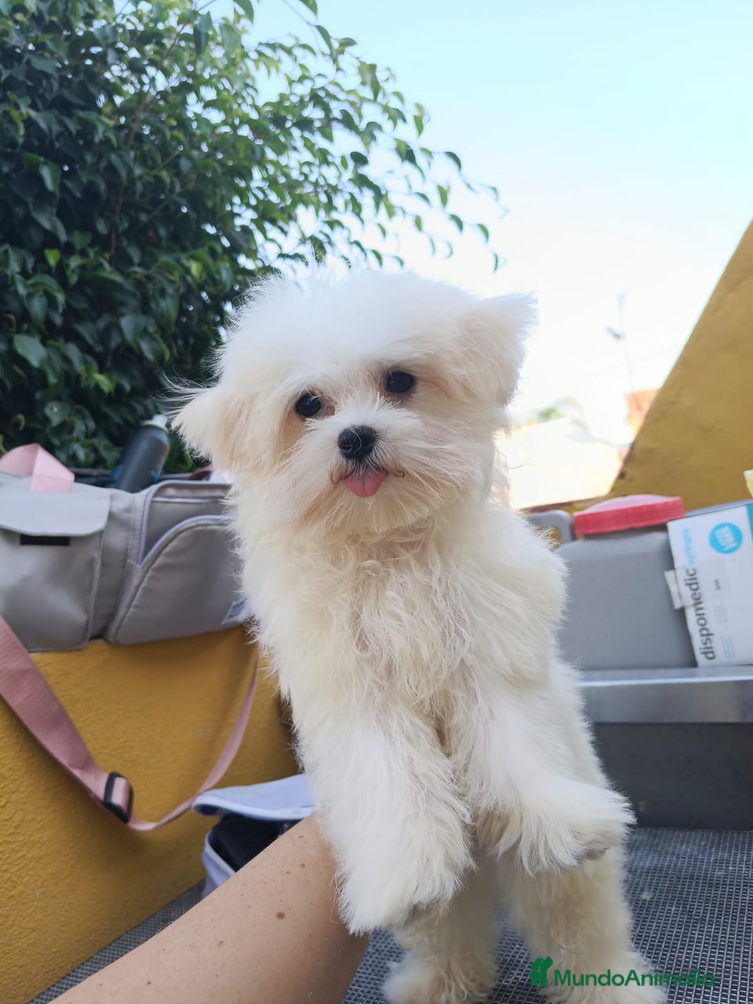 Bichón Maltés perros en venta: Cachorrito bichon maltes  - Imagen 6