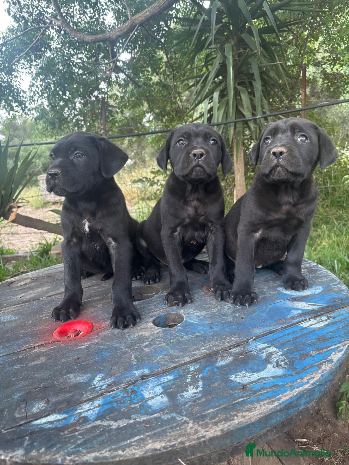 Cane Corso perros Disponible Cane Corso de Calidad  - Anuncio 1