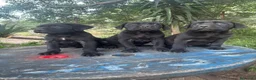 Cane Corso perros en venta: Disponible Cane Corso de Calidad  - Anuncio 1